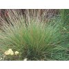 4467 festuca mairei