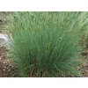 4470 festuca ovina