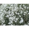 4500 cerastium tomentosum