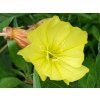 4506 oenothera macrocarpa