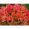 4623 heuchera marmelade
