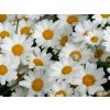 4629 argyranthemum early white