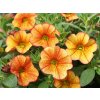 Calibrachoa MF Neo RedYellow