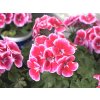 4665 pelargonium ml ylenia