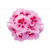 Pelargonium ML Louise