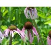 4689 echinacea pallida