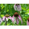 echinacea pallida