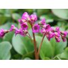 bergenia cordifolia winterglut