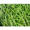 4764 carex fresh look