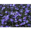 Lobelia Compact blue bay