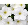 4797 petunia bonnie white