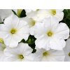 Petunia Bonnie White