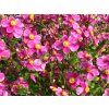 4812 anemone hupenensis splendens