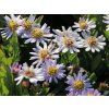 4815 aster ageratoides stardust
