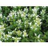 4821 lamium maculatum album