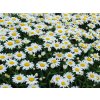 Leucanthemum superbum Snowcap