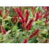 Persicaria amplexicaulis Fat Domino