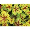 4854 heuchera alabama sunrise