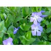 vinca major