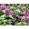 4878 lamium maculatum purple dragon