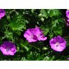 4881 geranium sanguineum max frei