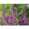 4896 salvia amethyst