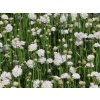 armeria maritima alba