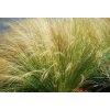 4937 stipa tenuissima