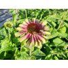 4972 echinacea green twister