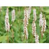 Persicaria Darjeeling red