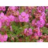 5005 geranium karmina
