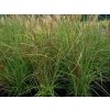 5014 miscanthus ferner osten