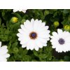 Osteospermum white