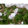 5234 geranium cantabrigiense st ola