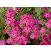 5267 phlox gisele hot pink