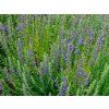 Hyssopus officinalis
