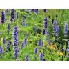 5372 agastache black adder