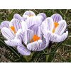 Krokus 'Pickwick' - 3 ks v květináči | Crocus vernus 'Pickwick'