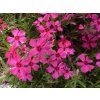 5444 phlox subulata scarlet flame