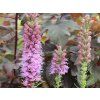 5578 liatris floristan violet