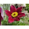 5587 pulsatilla vulgaris rote glocke