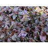 ajuga reptans Braunhertz