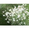 5620 gaura belleza white