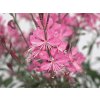 5623 gaura belleza pink