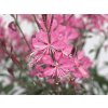 gaura belleza pink