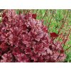 Heuchera Berry marmelade