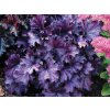 5632 1 heuchera forever purple