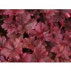 5638 heuchera midnight rose