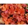 5650 heuchera paprika
