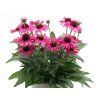 5656 echinacea pickuppink